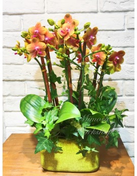 OR512 - 6菖迷你橙色蝴蝶蘭, 植物及陶瓷花盆